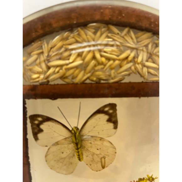 Vintage Pressed Flower Butterfly Seed Bean Corn Round Lucite Hotplate Trivet - Picture 6 of 8